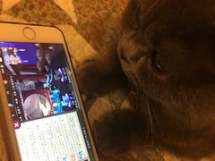 -喵zoo家庭繁育猫舍(尖东智能花园店)