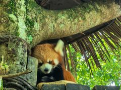 -普洱太阳河森林公园