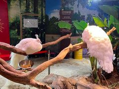 -正佳雨林生态植物园