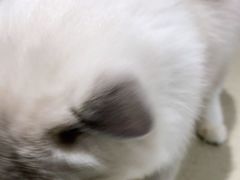 -藏猫猫咖啡主题馆(中央大道店)