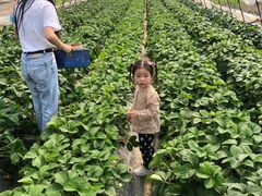 -小鱼草莓采摘园农家乐·小鱼餐厅