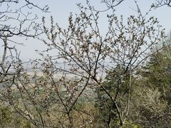 -鹫峰国家森林公园