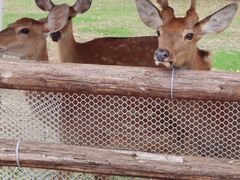 -杭州湾海上花田景区