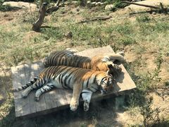 -大连森林动物园