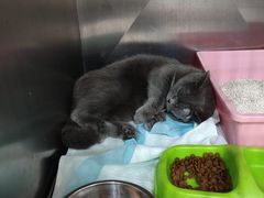 -东莞宠友24H宠物中心医院·转诊夜诊·异宠(新河北路院)