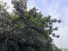 -大渡口区义渡公园