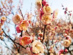 -梅花山(明孝陵内)