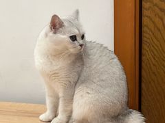 -是阿柴呀！柴犬咖啡·爱喵喵猫咖