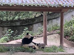 -中国大熊猫保护研究中心雅安碧峰峡基地