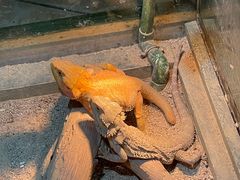 -上海大自然野生昆虫馆