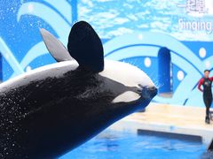 -上海海昌海洋公园
