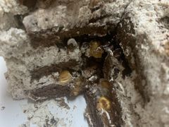 -小苍兰风铃草蛋糕甜品(沈阳店)