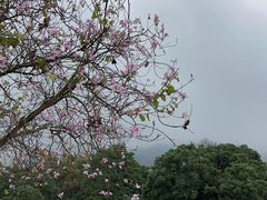 -南丹山森林王国