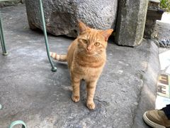 -喵屿·大理花园猫咖