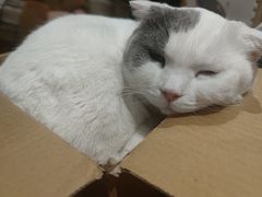 -猫小院猫主题餐厅(南锣旗舰店)