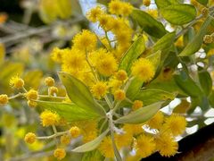 -茶百道(广都店)