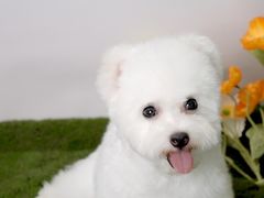 -翊宠yipet猫狗购宠庄园犬舍•猫舍