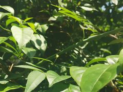 -南山植物园