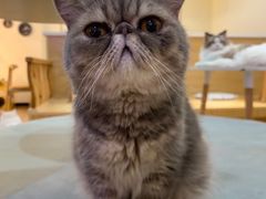 -滚猫咖啡·猫咖·猫友好撸猫(未来城店)