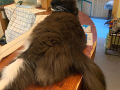 -猫色咖啡·猫咖