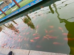 -莲湖公园