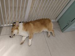 -安格丽娜·狗咖·猫咖羊驼咖(春熙路百盛商场店)