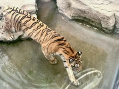 -深圳野生动物园