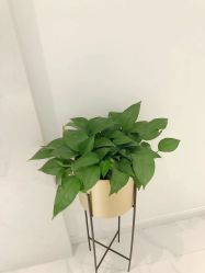 -MIVI半永久纹眉纹绣