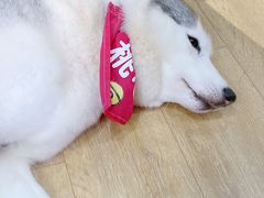 -Husky Go! 哈士奇体验馆·宠物咖啡厅狗咖