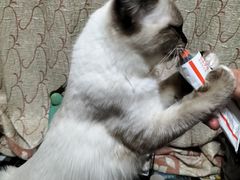 -爱侣宠医·鹦鹉专科·小型哺乳类·异宠专科(灵石路店)