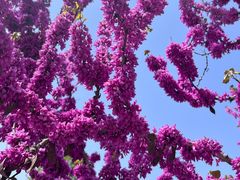 -石家庄市植物园