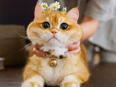 -成都七中(林荫校区)