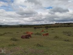 -塞罕坝国家级自然保护区