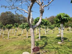 -三亚南山文化旅游区