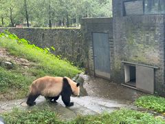-都江堰中华大熊猫苑