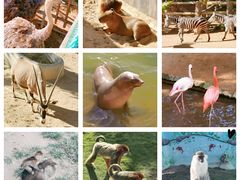 -西霞口神雕山野生动物世界