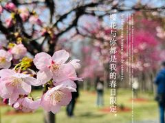 -顾村公园