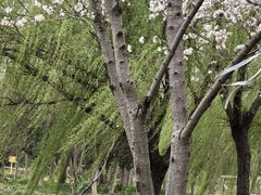 -长田漾湿地公园