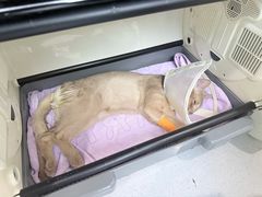 -谐和益家动物医院·免疫绝育·血液透析·宠保定点医院(高新伊藤分院)