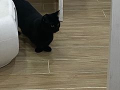 -李小姐の猫咖啡馆(五角场店)