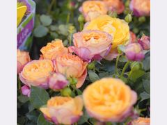 -双季花艺园艺市场(浦东店)