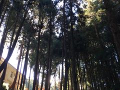 -阿里山神木遗迹
