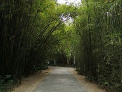 -开平碉楼文化旅游区马降龙景区