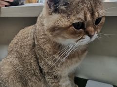 -猫小院猫主题餐厅(南锣旗舰店)
