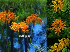 -杭州植物园
