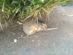 -热带雨林自然公园