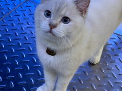 -满记甜品(王府井北京市百货大楼店)