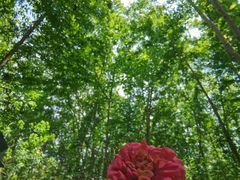 -桤木河湿地公园