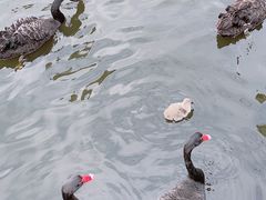-广州长隆野生动物世界