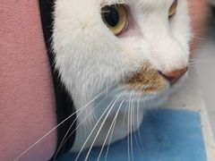 -纳吉亚猫专科动物诊疗中心(蒋宅口分院)